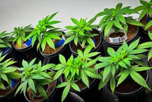 uruguay3-grune-labs-pharmaceutical-laboratory-botanical-technology